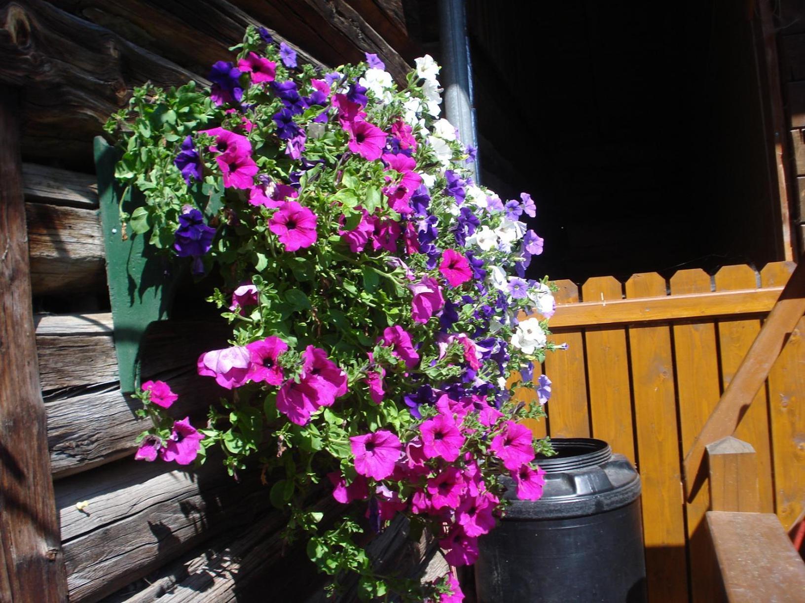 Pension-Greimelbacherhof Ramsau am Dachstein Exterior photo