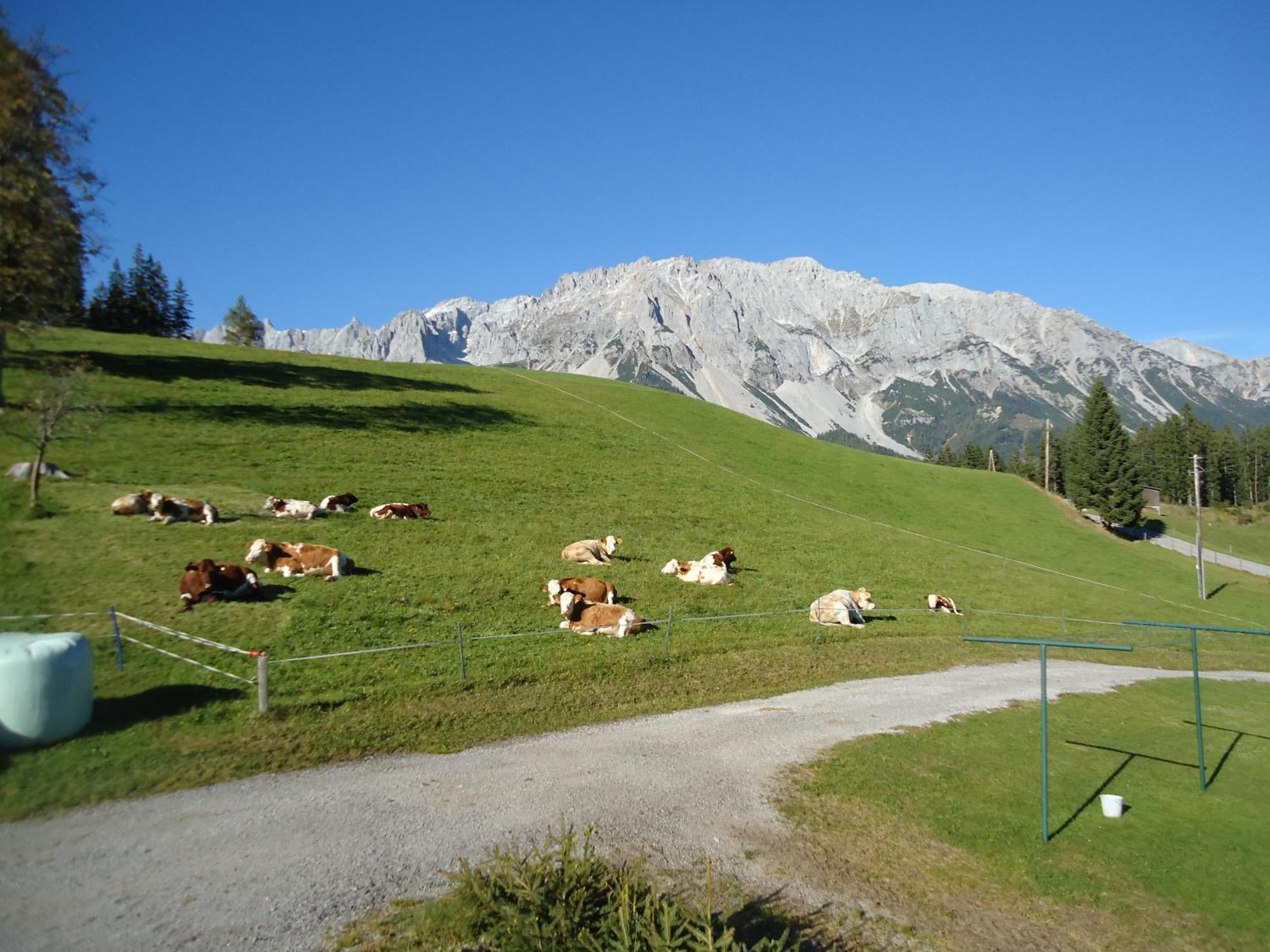 Pension-Greimelbacherhof Ramsau am Dachstein Exterior photo